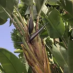 Dei Fiori