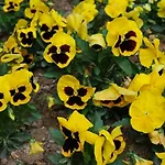 Dei Fiori 3*