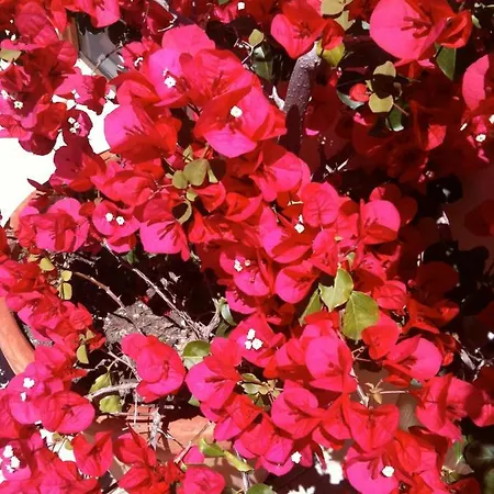 Dei Fiori 3* Pietra Ligure