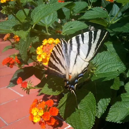 Dei Fiori 3* Pietra Ligure
