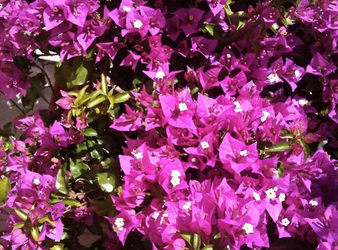 Dei Fiori Lägenhetshotell Pietra Ligure
