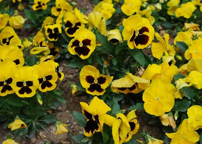 Dei Fiori 3*