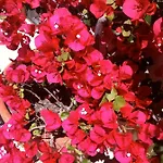 Dei Fiori 3* Pietra Ligure