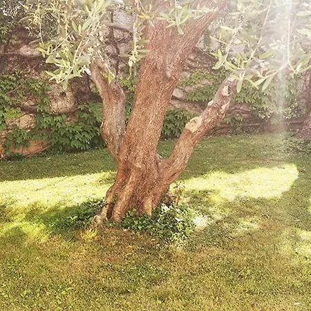 Dei Fiori