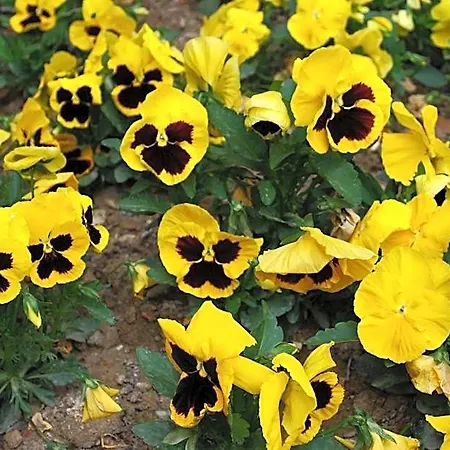 Dei Fiori Aparthotel Pietra Ligure