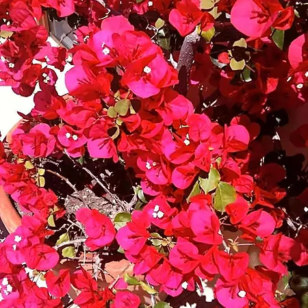 Dei Fiori 4* Pietra Ligure