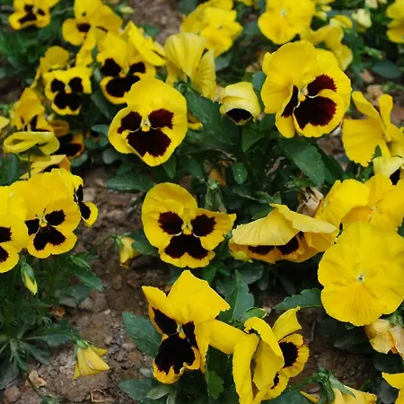 Dei Fiori 3*