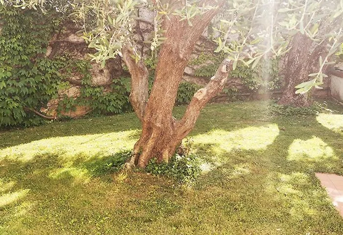 Dei Fiori