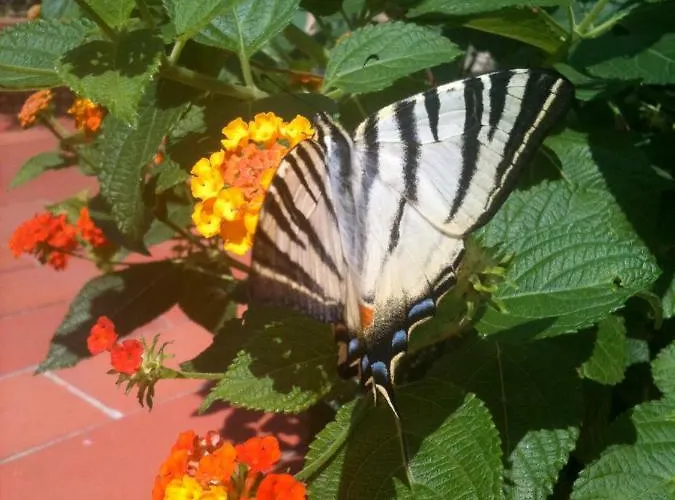 Dei Fiori 3* Pietra Ligure